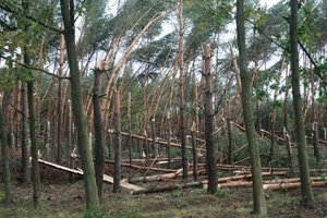 Wichury wywrócą rynek drewna. Ceny spadną o połowę