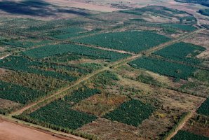 Jak zdobyć dofinansowanie za zalesianie