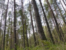 PiS chce poszerzyć referendum o pytanie dotyczące Lasów Państwowych