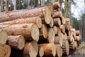 Zmiana zasad sprzedaży drewna na rok 2016