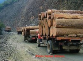 Birma: Dożywocie za nielegalny wyrąb lasów