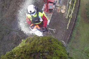 Praca drwala-arborysty