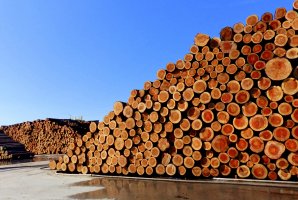 PIGPD: Zmiany zasad sprzedaży drewna grożą upadkiem polskiego przemysłu drzewnego