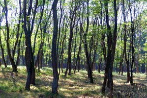 NIK krytykuje gospodarkę finansową Lasów Państwowych