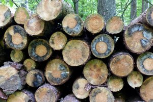 Stanowisko Lasów Państwowych w sprawie raportu pokontrolnego NIK