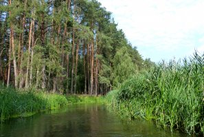 Posłowie PO złożyli projekt zmian w ustawie o lasach