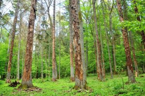 RDLP Białystok: Stanowisko w sprawie Puszczy Białowieskiej