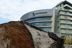 W Senacie o referendum w sprawie Lasów Państwowych