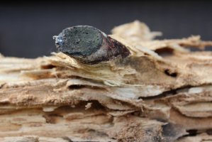 W czym tkwi sęk? Polski idiom z leśnym charakterem