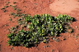 Podziemny las, w którym drzewa mają 13 tys. lat