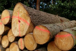 Przedstawiciele przemysłu wykluczeni z Rady Leśnictwa?