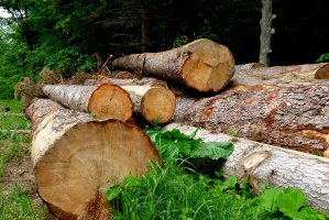 Pierwsze starcie Schweighofera z ekologami 1:0