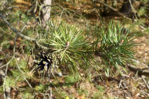 Karuzela w Lasach trwa