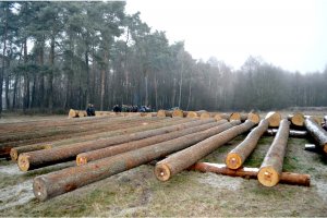 Pierwsza Regionalna Submisja Drewna Cennego RDLP w Radomiu rozstrzygnięta