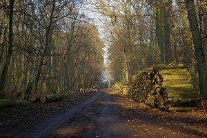 Lasy Państwowe chcą wznowić działalność Komisji Leśno-Drzewnej