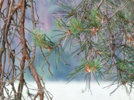 Las to magiczne miejsce  - ogólnopolski konkurs na plakat