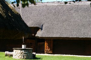 Polska trzcina na dachach Europy 