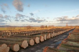 Wyniki przetargów na drewno cenne w RDLP Białystok, Krosno i Wrocław