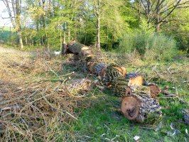 Mniejsze opłaty za wycinkę drzew