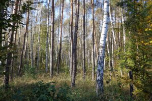 PiS da Lasom Państwowym prawo pierwokupu prywatnych lasów
