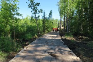 Transport drewna na drewnie