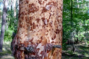 PRIMA APRILIS: Leśnicy mogą rozpocząć walkę z kornikiem w Puszczy Białowieskiej