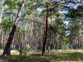 Sejm przyjął nowelizację ustawy o lasach dającą Lasom Państwowym prawo pierwokupu gruntów leśnych
