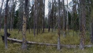 Skarga do Komisji Europejskiej ws. Puszczy Białowieskiej