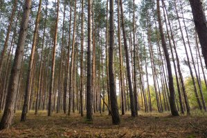 Senat przyjął nowelizację ustawy o lasach bez poprawek