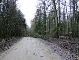 Lasy Państwowe udostępnią obszary referencyjne w Puszczy Białowieskiej