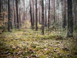 Prezydent podpisał nowelizację ustawy o lasach