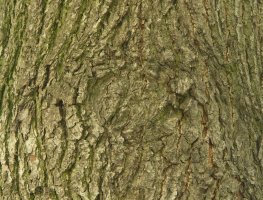 Róża na lipie - rysunek bardzo niewyraźny - sęk zalega bardzo głęboko