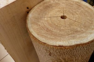 Oxytree: Drewno do przerobu w tartaku w 6 lat od posadzenia drzewa