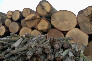 Zmiana definicji drewna na cele energetyczne to inicjatywa Lasów Państwowych