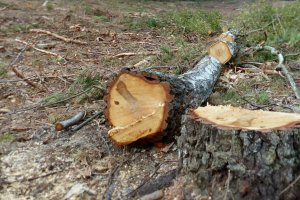 Ukraina: Nie czas żałować lasów