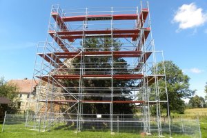 Najstarsze drzewo w Polsce usycha