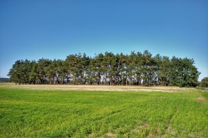 Konferencja: Lasy niepaństwowe – biznes, prawo, dotacje