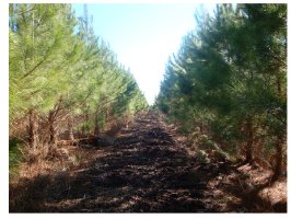 Czy importując biomasę z USA niszczymy tamtejsze lasy?