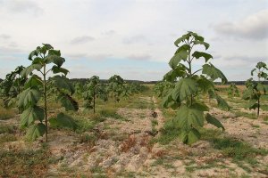 Poldan, Biomass Energy Project  i Black Pearl planują wspólną inwestycję