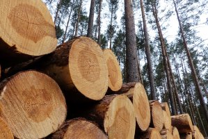 Nowe zasady sprzedaży drewna z Lasów Państwowych opublikowane