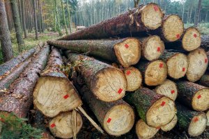 KPPD: Niższe ceny drewna poprawiają wyniki