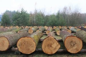 VII Submisja Drewna Cennego Lubelska Jesień 2016