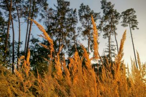 Lasy Państwowe korzystają z prawa pierwokupu nieruchomości leśnych