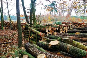 Projekt rozporządzenia w sprawie drewna energetycznego 