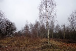 Zmiana przepisów dotyczących wycinki drzew na prywatnych posesjach