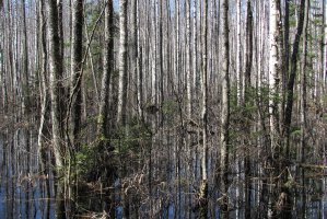 W Estonii zapowiedziano największą inwestycję przemysłową w historii