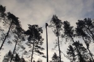 Arborystyczna technika usuwania nasienników Sosny zwyczajnej - Wystawa fotograficzna