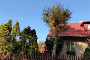 Nowe przepisy w sprawie usuwanie drzew i krzewów - Odpowiedzi na najczęściej zadawane pytania