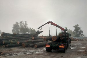 Klon: Umowy dostaw surowca z Lasów Państwowych