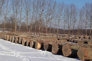 Wyniki submisji drewna cennego w RDLP Szczecin